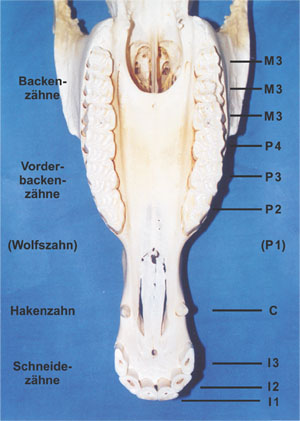 Zahnschema Pferd